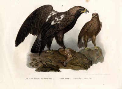 Östlicher Kaiseradler, 1864 von German School